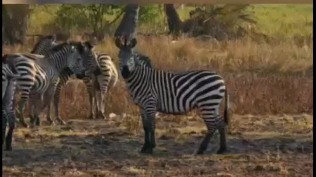 Zebra Injured