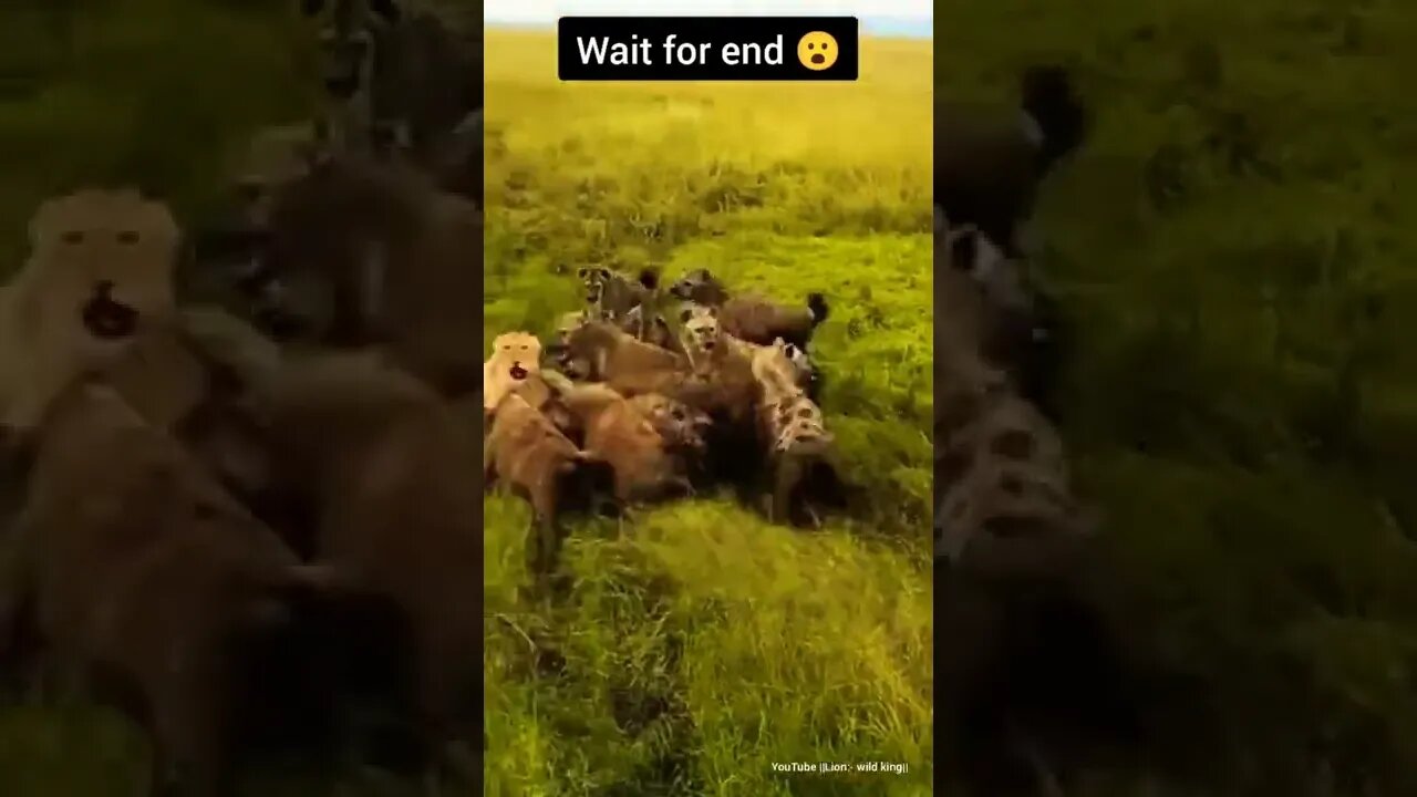 Hyenas Attacks Lion and pays it's price. #shorts #lion #funny