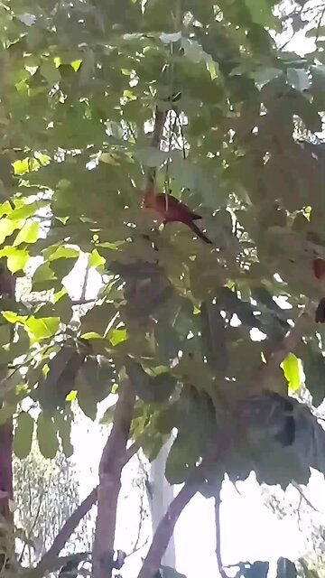 Free Birds Singing 🦜💛🦜