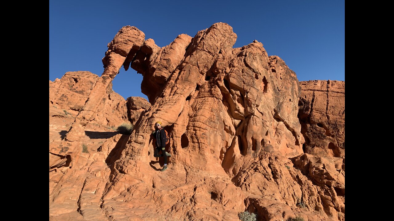 Wild rams in the valley of fire!