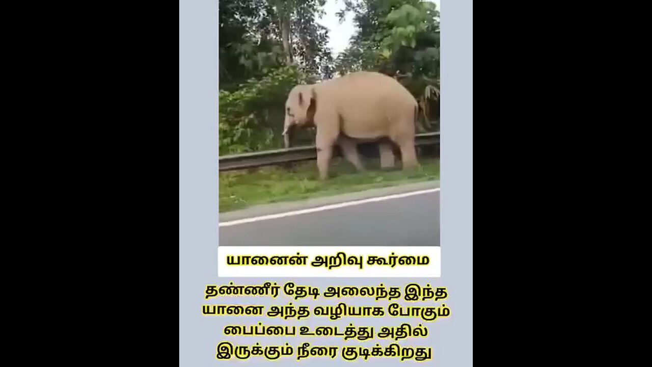 elephant work