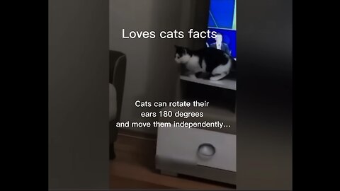 Loves cats facts