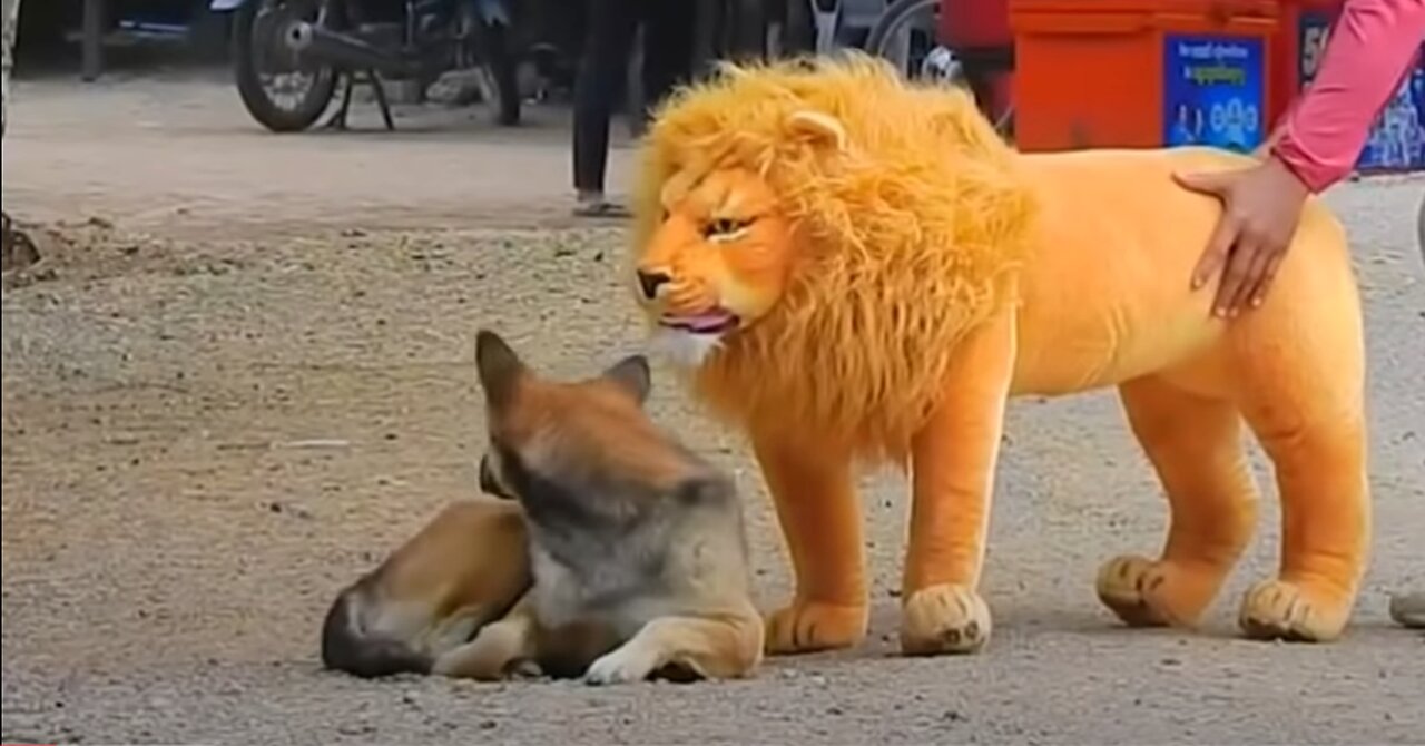 Troll Prank Dog Funny & fake Lion and Fake Tiger Prank To dog & Huge Box Prank to dog