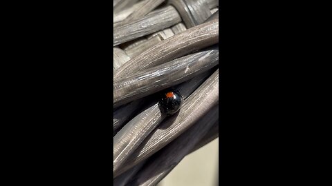 Rare black lady bug