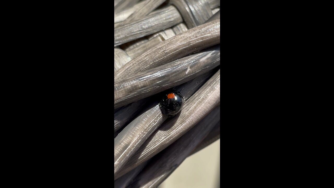 Rare black lady bug