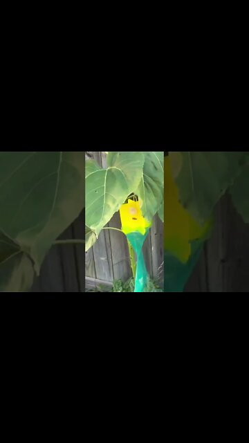 How Do Beetle Bags Work?