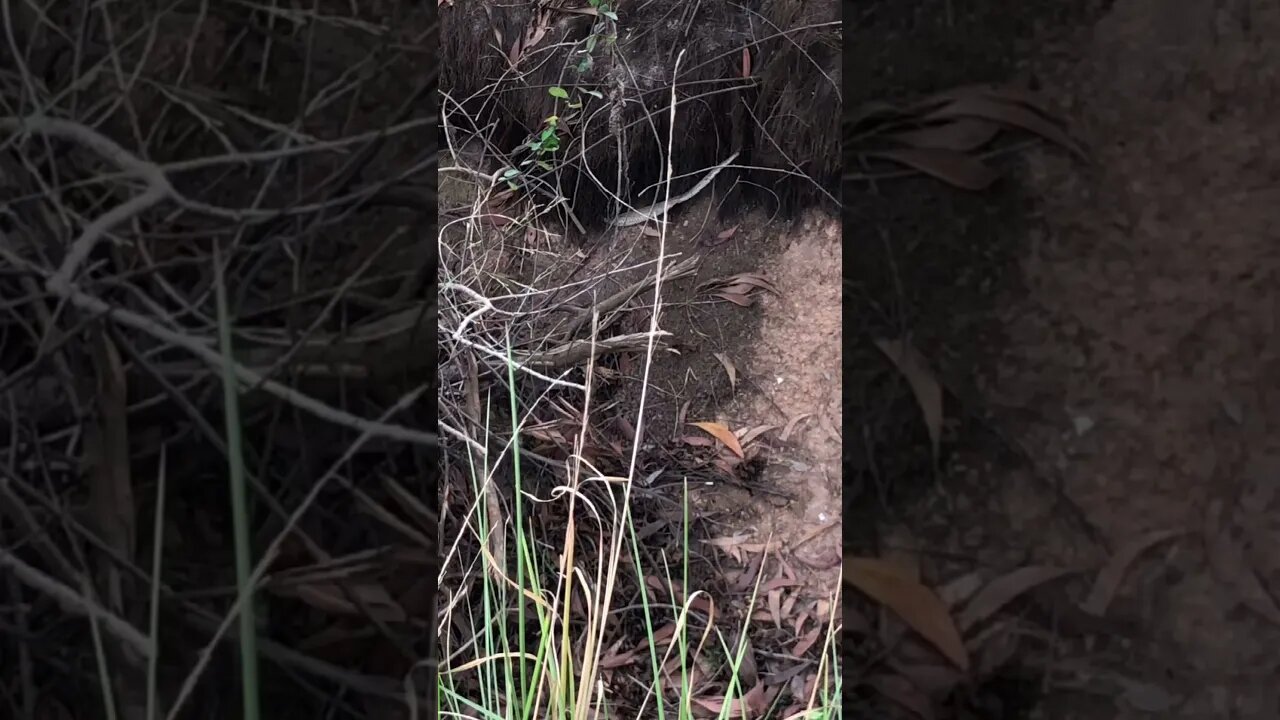 Cobra Catching TV: #Short video of Snake peeling its Skin of Cobra snake