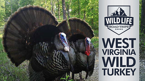 Wild Life Road Trips - West Virginia Wild Turkey Part 1