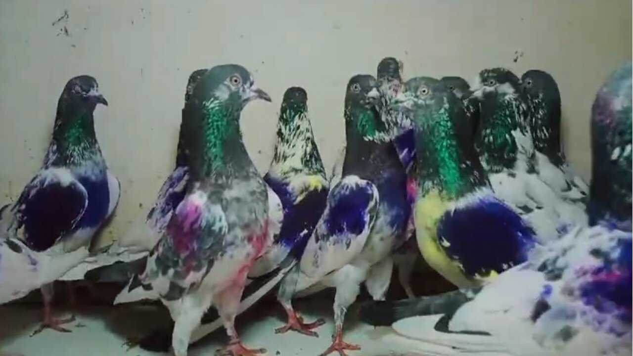 Beautiful pigeon breeder pair best flying