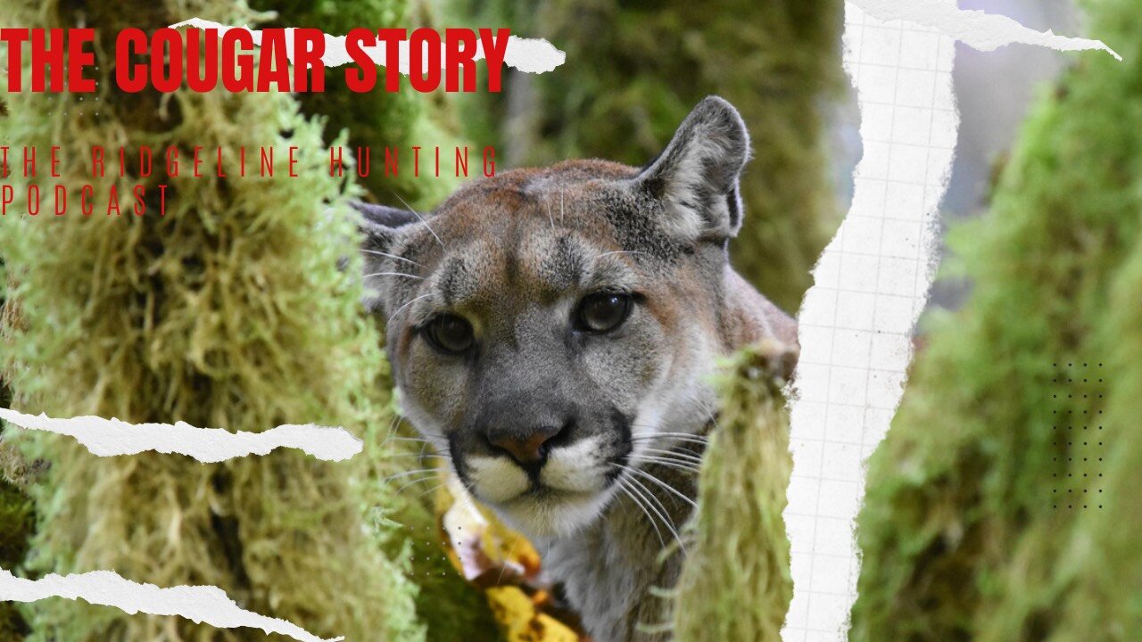 The Cougar Story