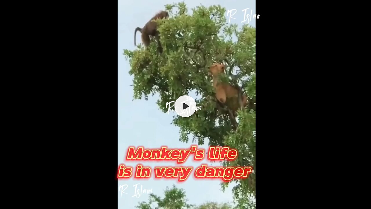 Monkey's life is in very danger