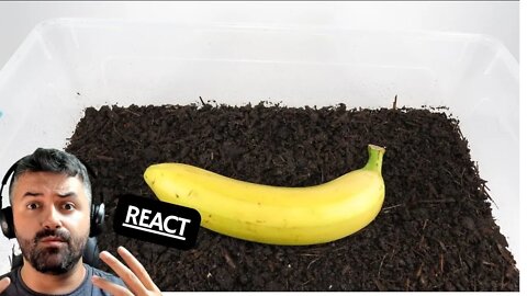 MINHOCAS VS BANANA REACT