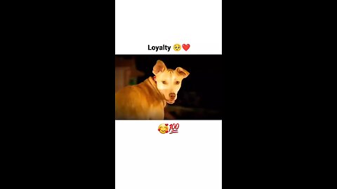 Animal Loyalty 🥹❤️