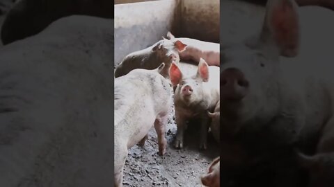 Pig video,#shorts,#pigvideo,#animal,#viral,#smartanimal,#animallover,#pigtogether