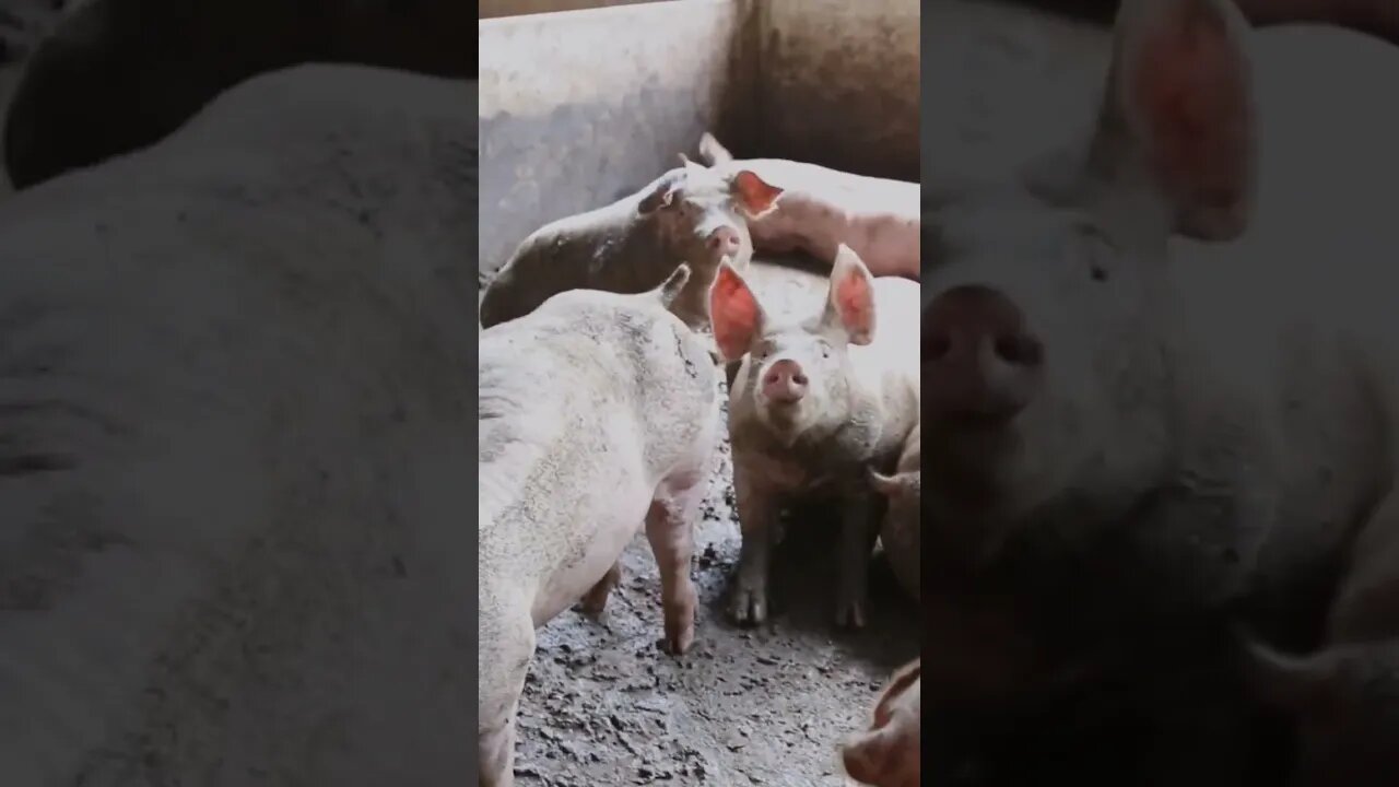 Pig video,#shorts,#pigvideo,#animal,#viral,#smartanimal,#animallover,#pigtogether