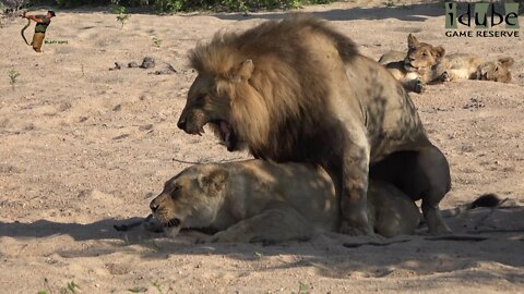 WILDlife: S*x On the Beach - A Lion Cocktail!