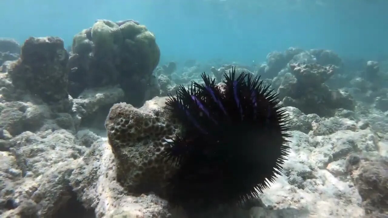 Crown-of-thorns starfish (Acanthaster planci) or COTS feeding on reef corals in shallow sea water, i