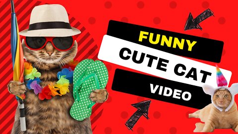 BEWARE - Cute Cat Video Will Make You Laugh Out Loud!