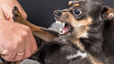 TOP 10 dog barking videos compilations.