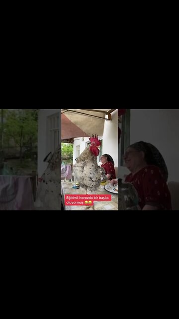 #shorts #2022 funny,prank,funjokes,dad jokes,funny memes,funny video,fun,laughing,funny animal,knock