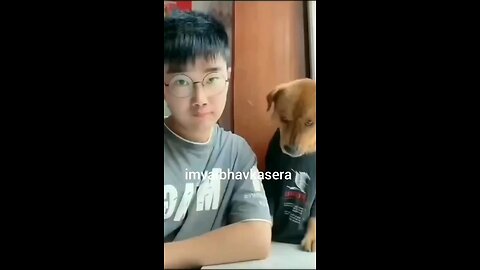Dog and human fight