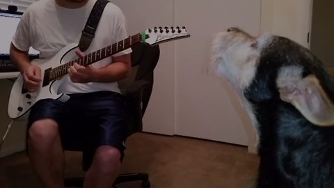Dog sings the blues with guitar-playing owner