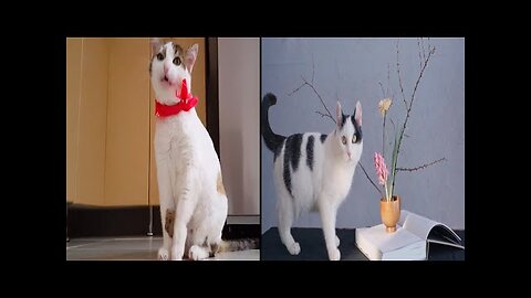Cute cate -- Funny Cats // Cute and funny cats vedio --- Cute Funny Animals // CFA #1