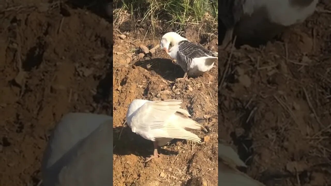 Free range pilgrim geese preen themselves