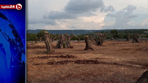 “LA XYLELLA È UNA QUESTIONE GEOPOLITICA, NON SOLO AMBIENTALE" - Margherita Ciervo