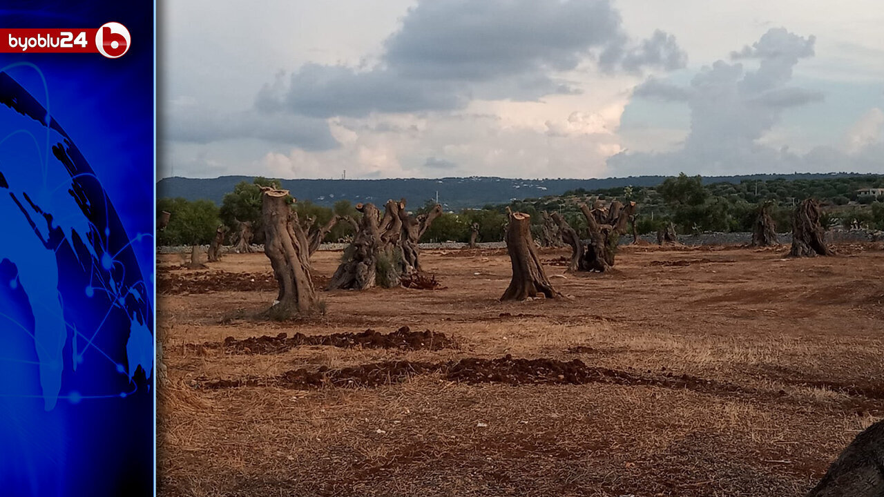 “LA XYLELLA È UNA QUESTIONE GEOPOLITICA, NON SOLO AMBIENTALE" - Margherita Ciervo