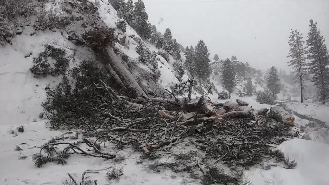 Snowplows remove a giant tree from Highway 21 in snowstorm