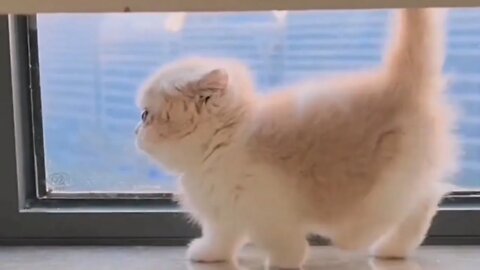 🐱Cutest Cats🐱Videos Compilation#038（All Munchkin Cat）