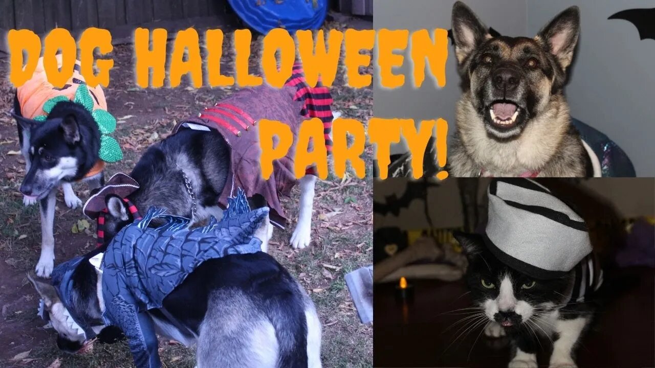 Gerberian Shepskys Family Comes Over For Halloween Party 2021| Mom, Dad AND Sister From Same Litter