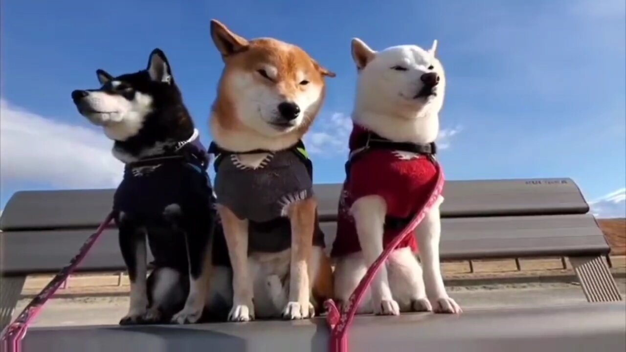 Cute Doggy Trio will make you smile | Doobedo | uusomoko