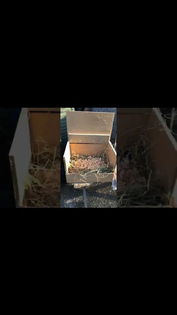 Set up nesting box to help control mites