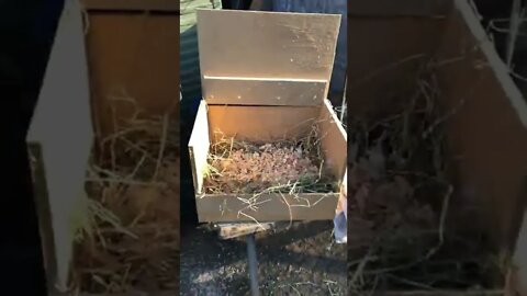 Set up nesting box to help control mites