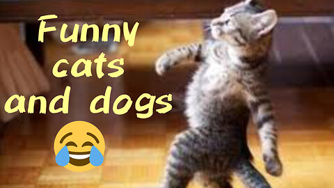 Funny animals | best funny video | funny cats and dogs