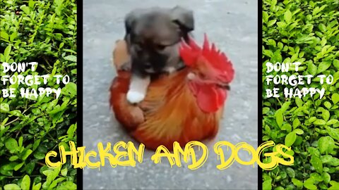 Chicken and Dogs funny video