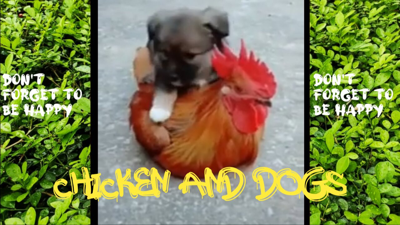 Chicken and Dogs funny video