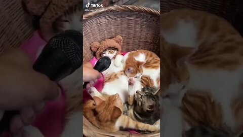 Funny & Cute Cats Compilation (TikTok) #shorts 😻