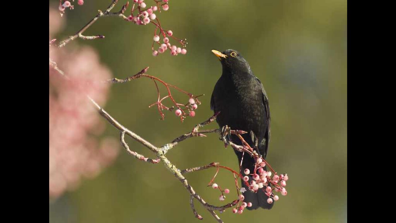 amazing blackbird singing on the nature