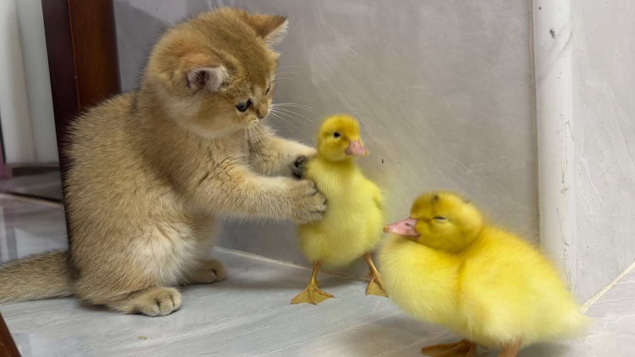 Cute kitten invites ducklings to play together