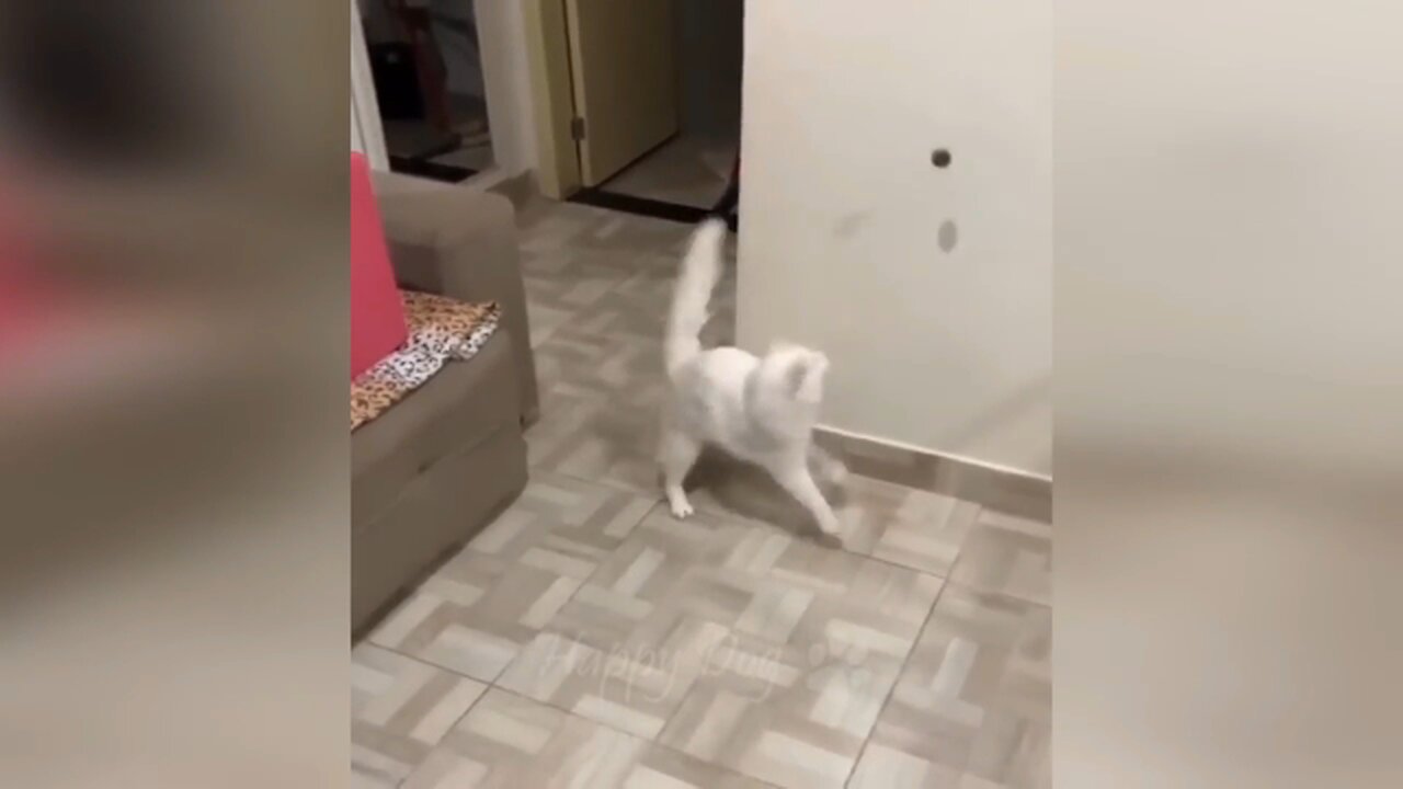 Cat Tries to Catch The ball(Funny)