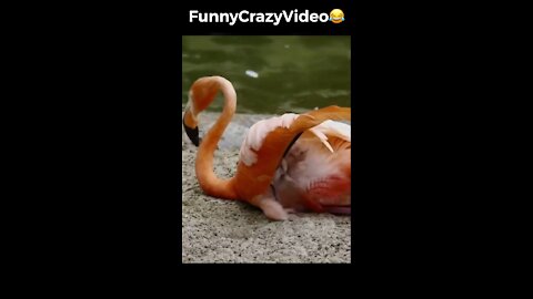 Mr FunnyCrazyVideo😂 Just Incredible Video Funny and Crazy #Like Follow for Follow 🥰