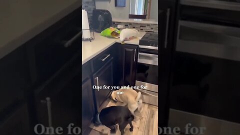 Gotta feed my friends..🦜🐕🍪🍟😍😅