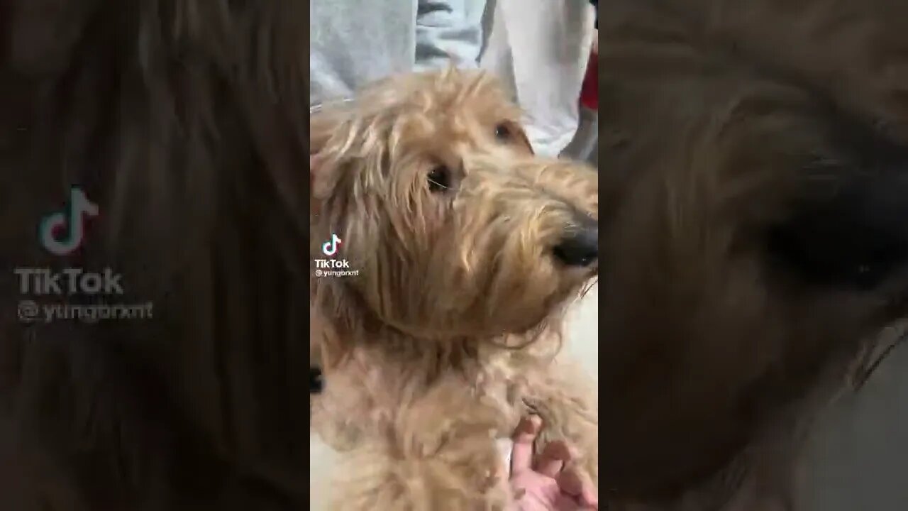 ben🐶