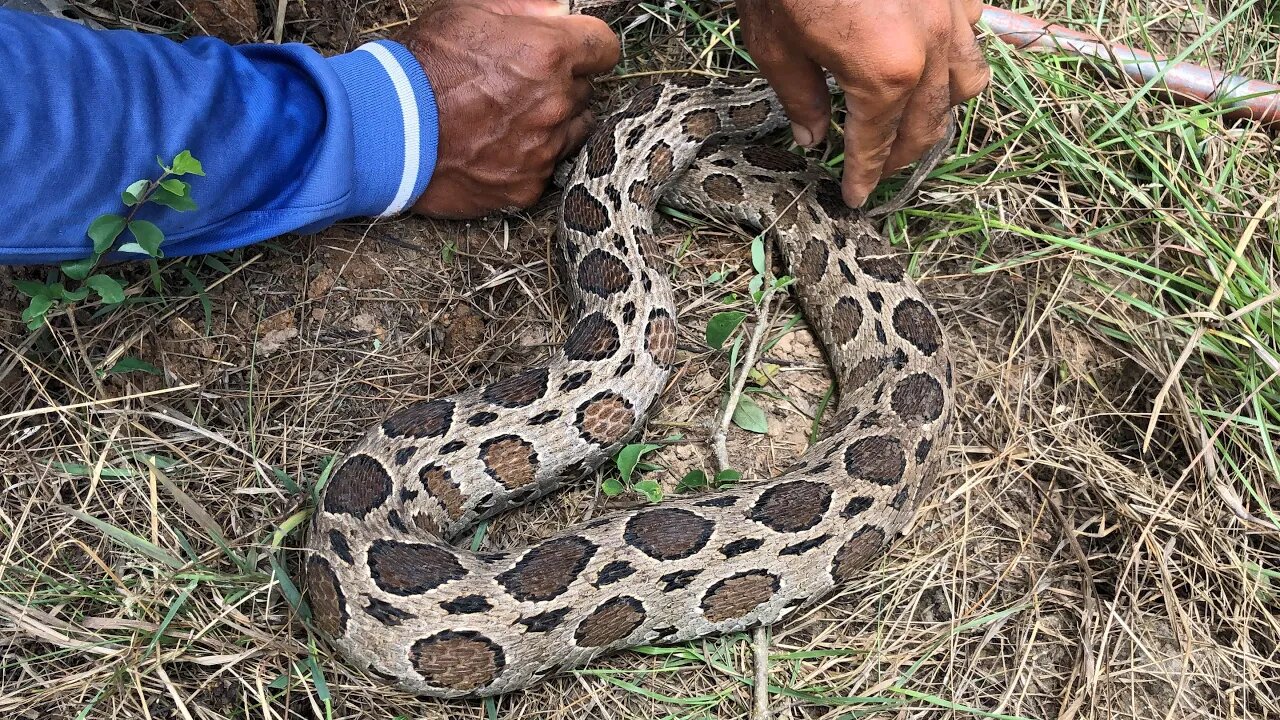 Cobra Catching TV: Dig a cave to catch a Snake Episode 17| How to catch a russell viper