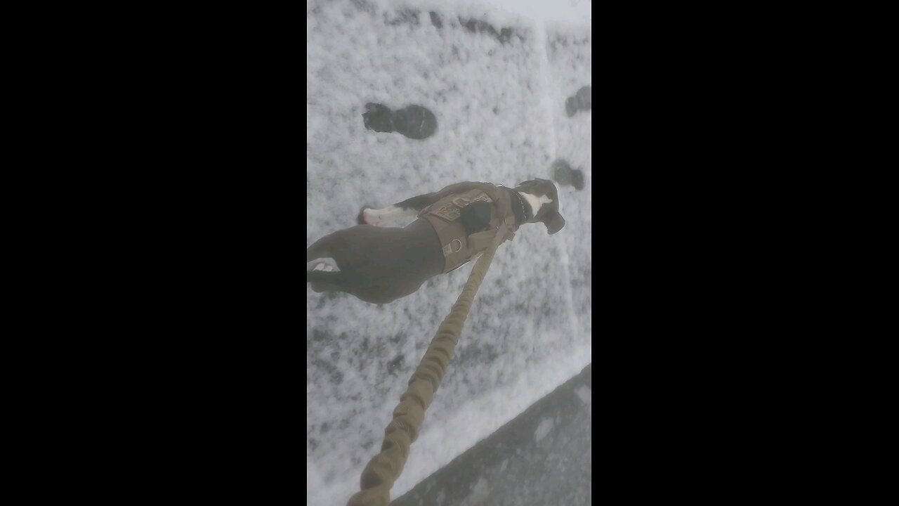 Thor's first time walking in the snow