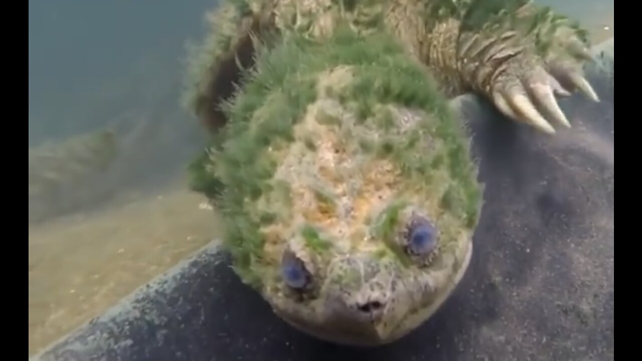 Scuba diver comes face to face with a very old snapping turtle