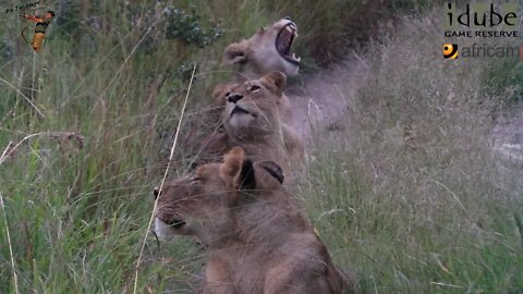 Daughters Of The Mapogo Lions - Rebuilding The Othawa Pride - 43: On Patrol